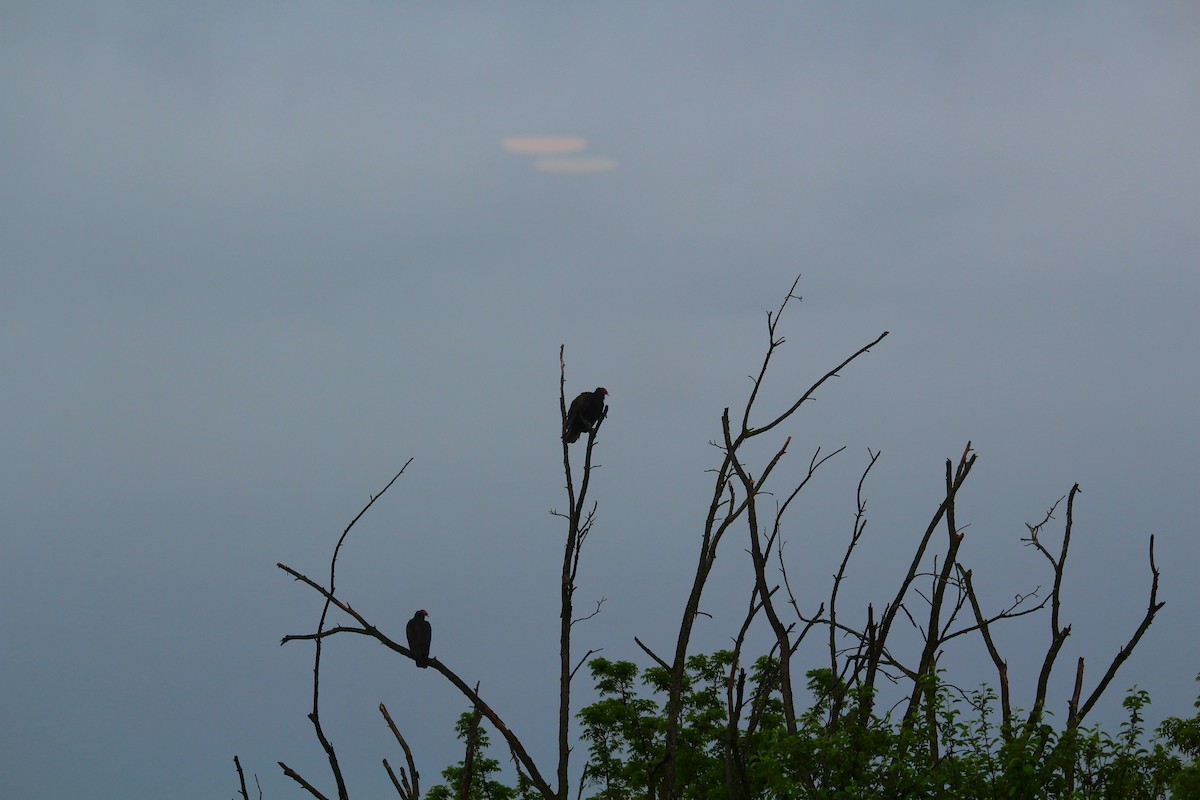 Turkey Vulture - ML620248391