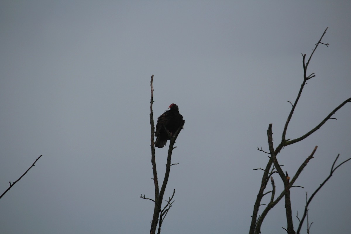 Turkey Vulture - ML620248392