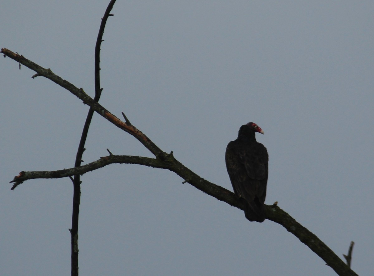 Turkey Vulture - ML620248393