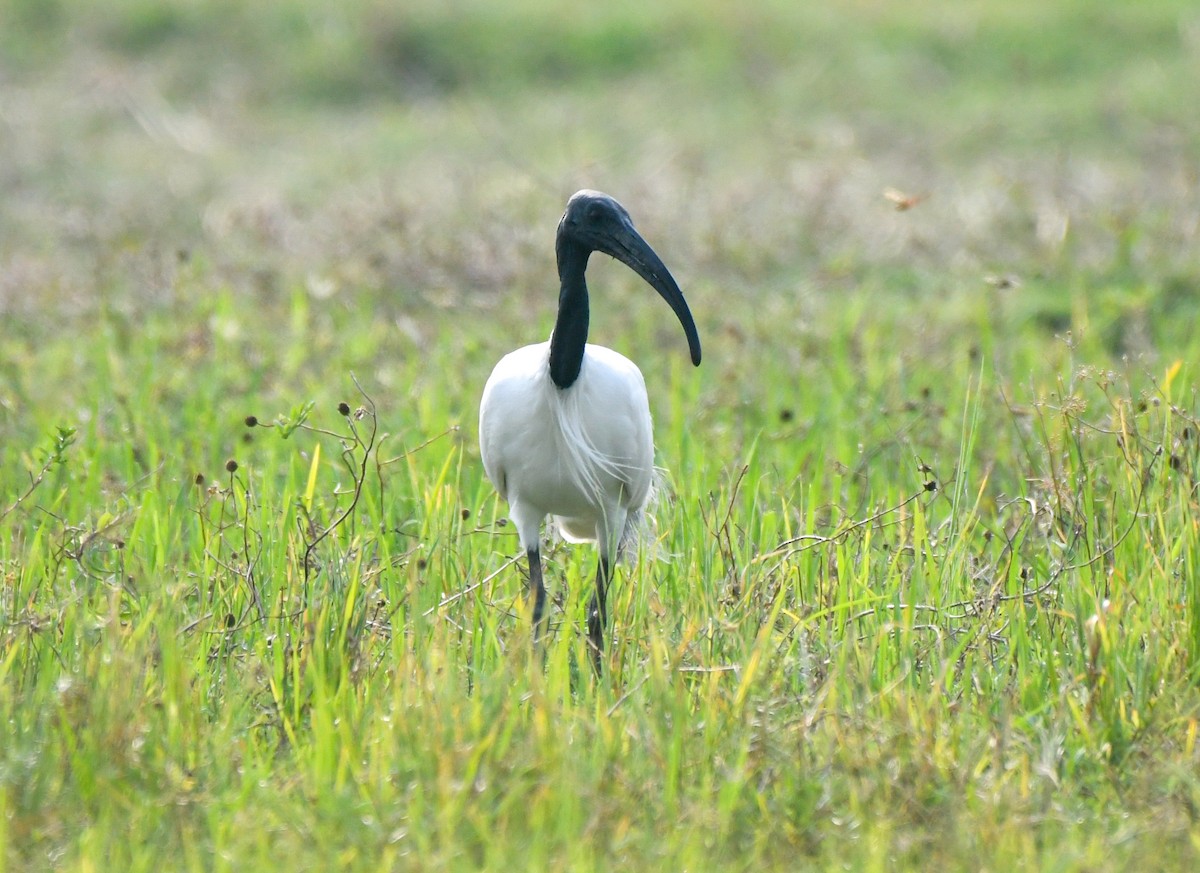 Ibis à tête noire - ML620248394