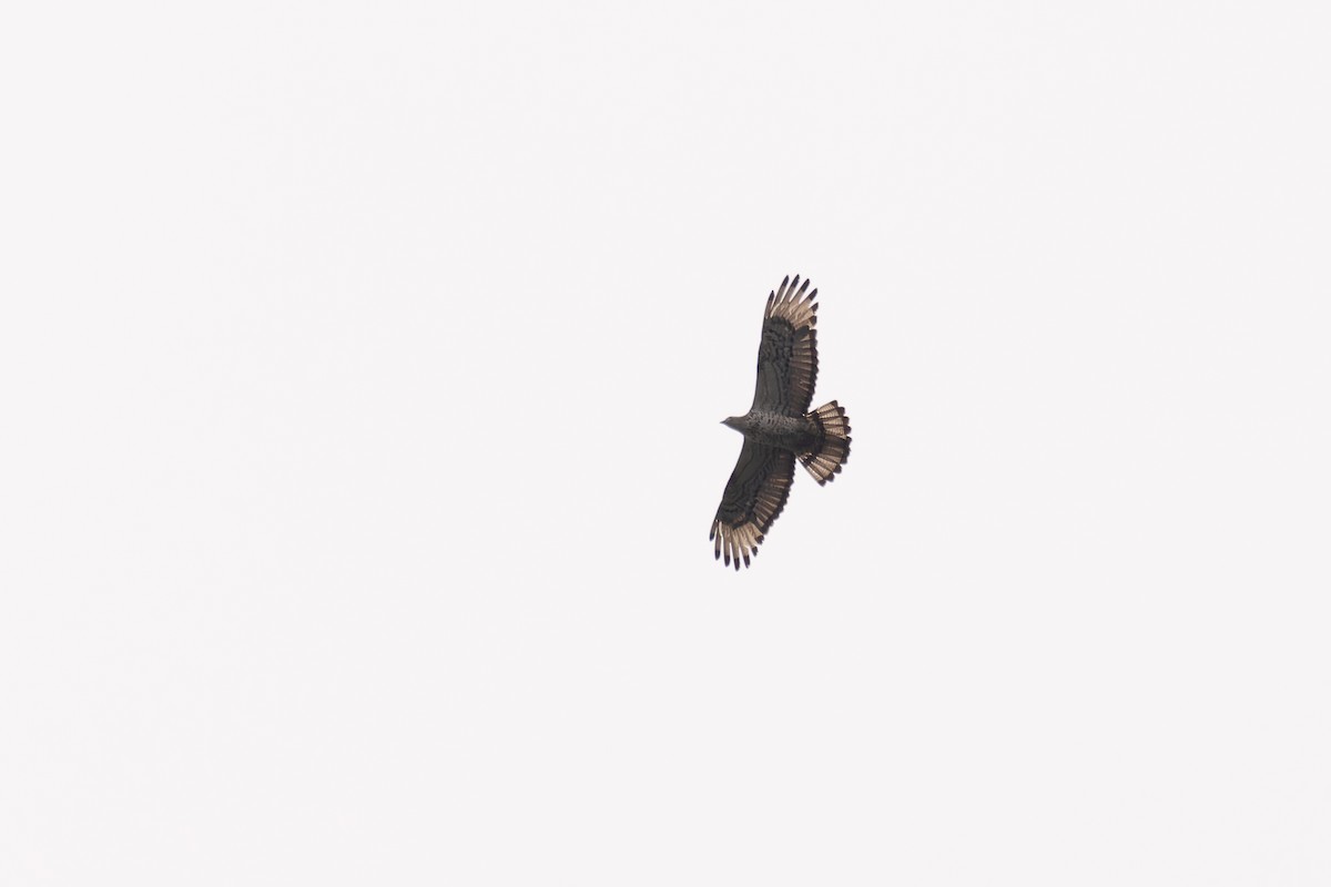 European Honey-buzzard - ML620248398