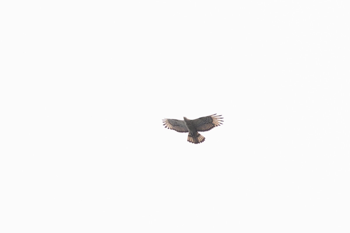 European Honey-buzzard - ML620248399