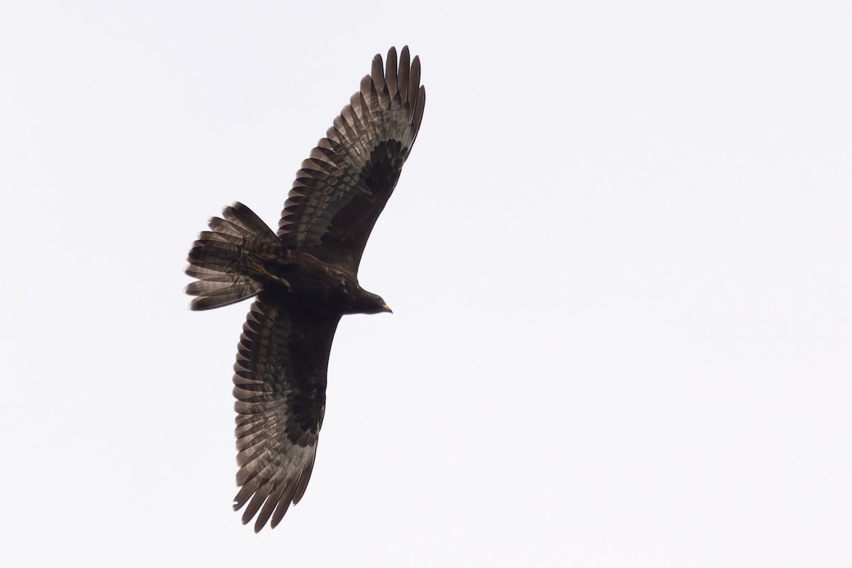 European Honey-buzzard - ML620248400