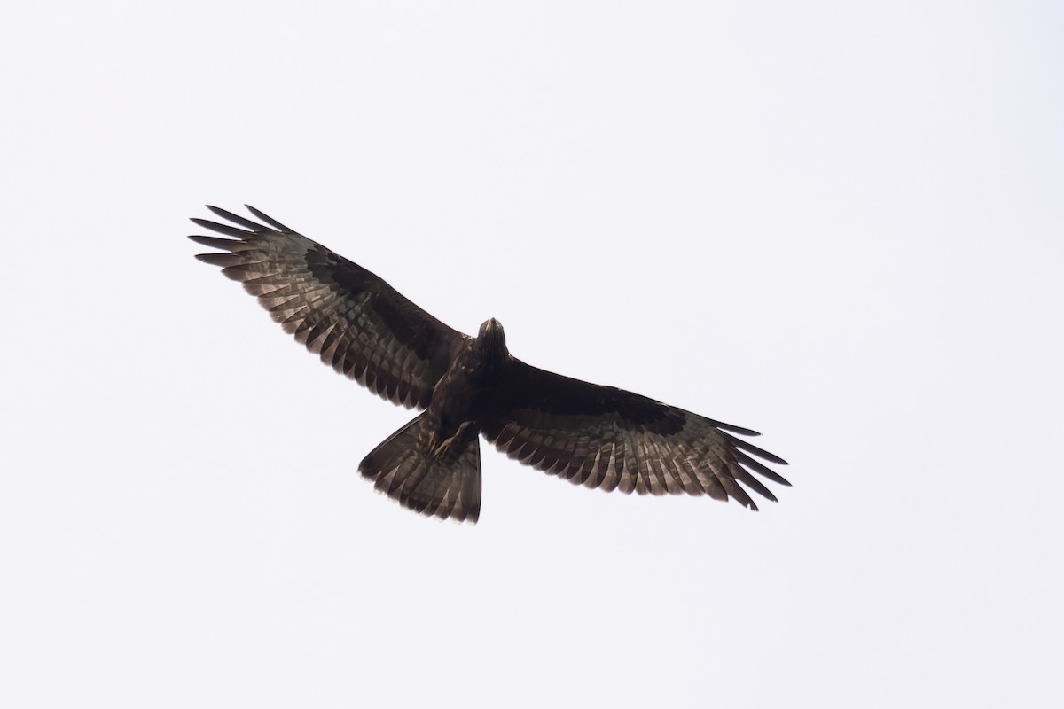 European Honey-buzzard - ML620248401