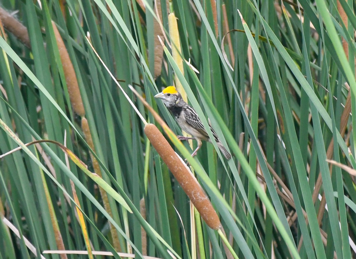 Black-breasted Weaver - ML620248403