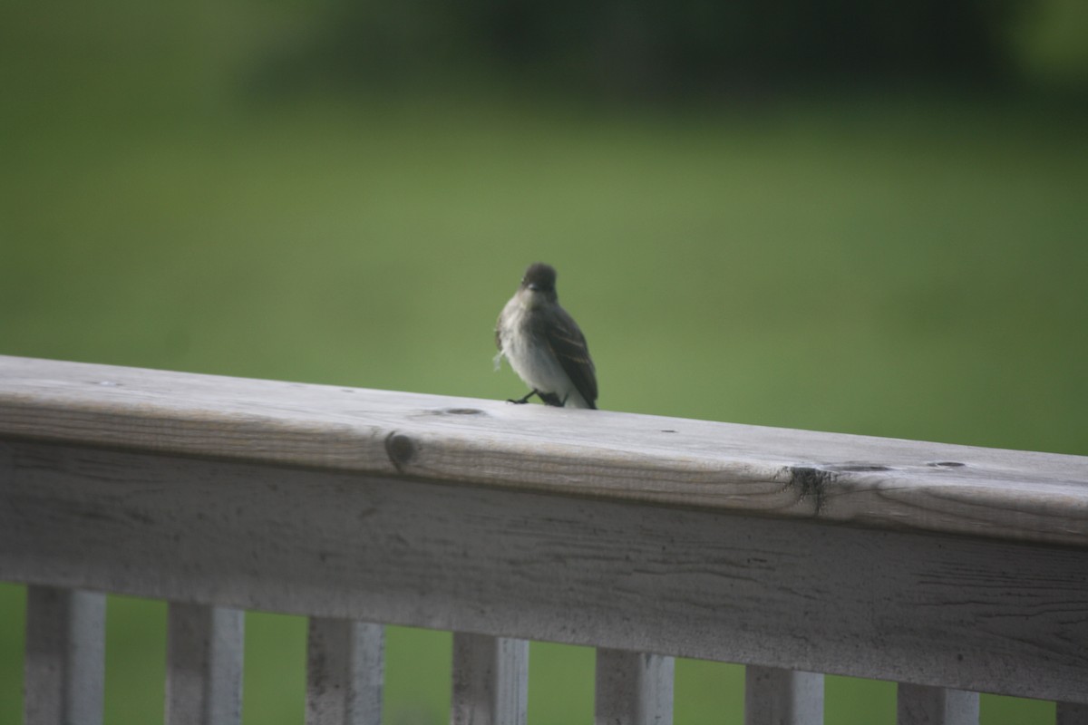 Eastern Phoebe - ML620248410