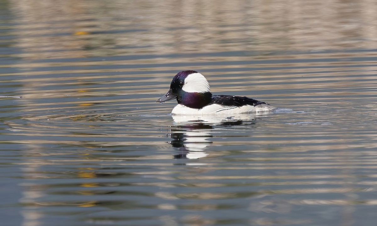 Bufflehead - ML620248412