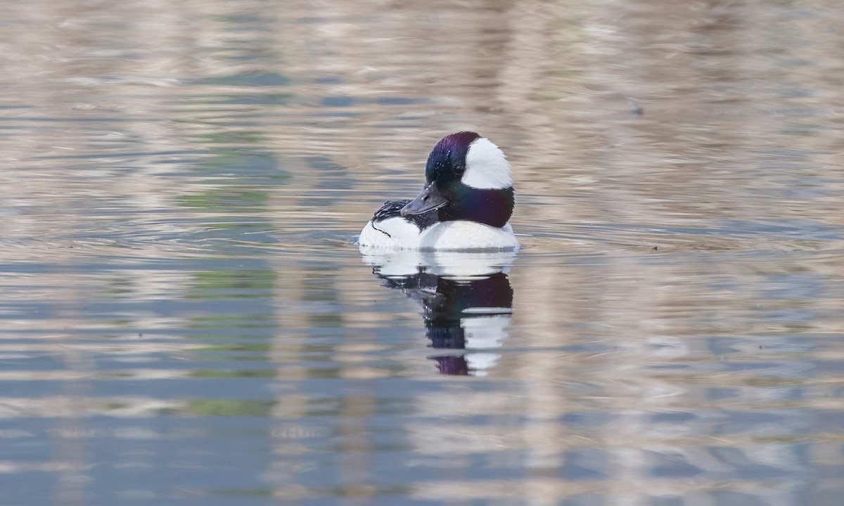 Bufflehead - ML620248413