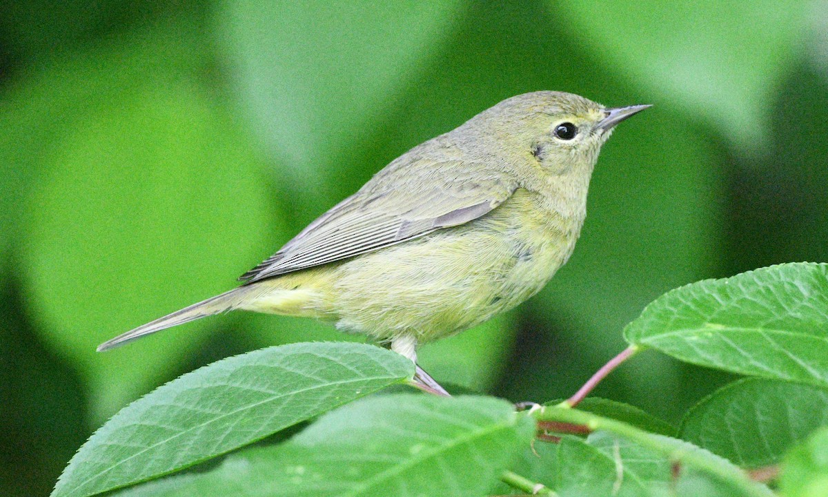 Orange-crowned Warbler - ML620248416