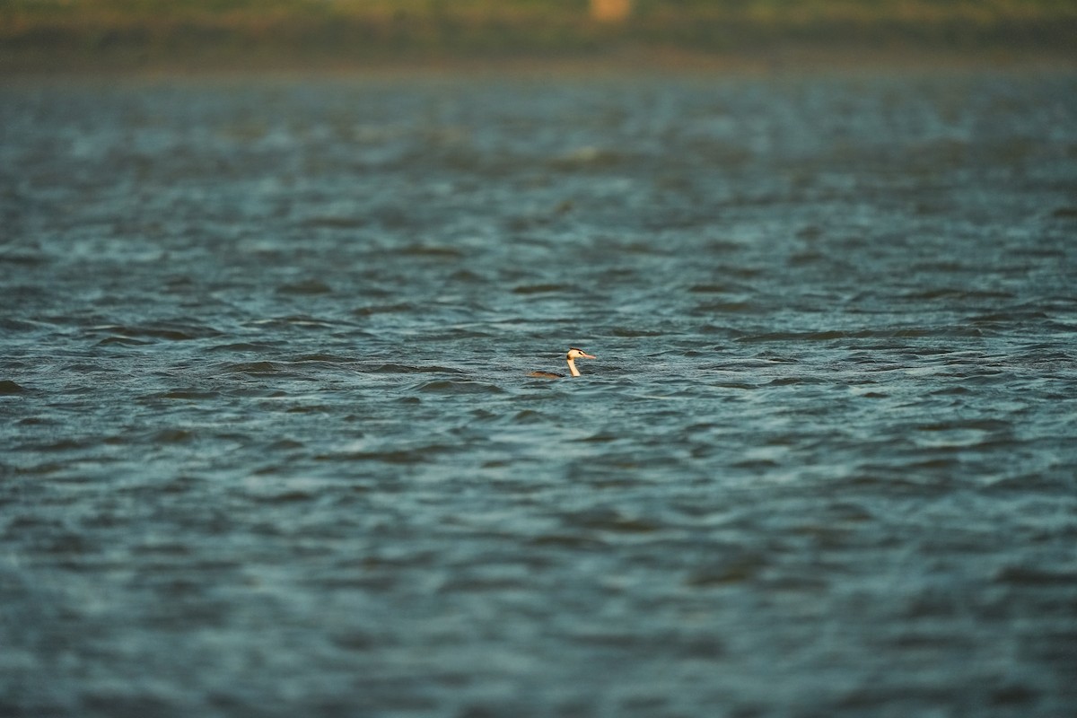 Great Crested Grebe - ML620248418