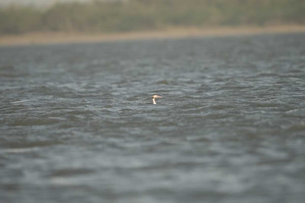 Great Crested Grebe - ML620248419