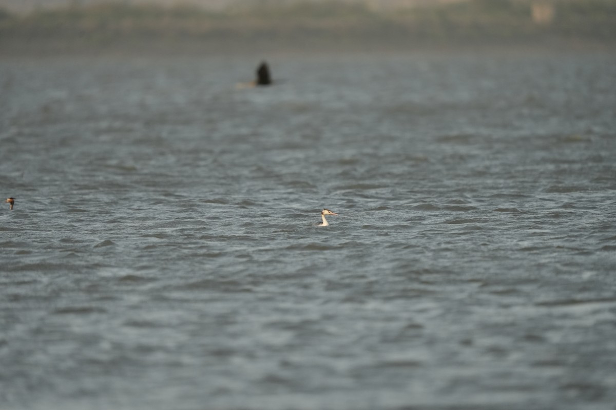 Great Crested Grebe - ML620248421