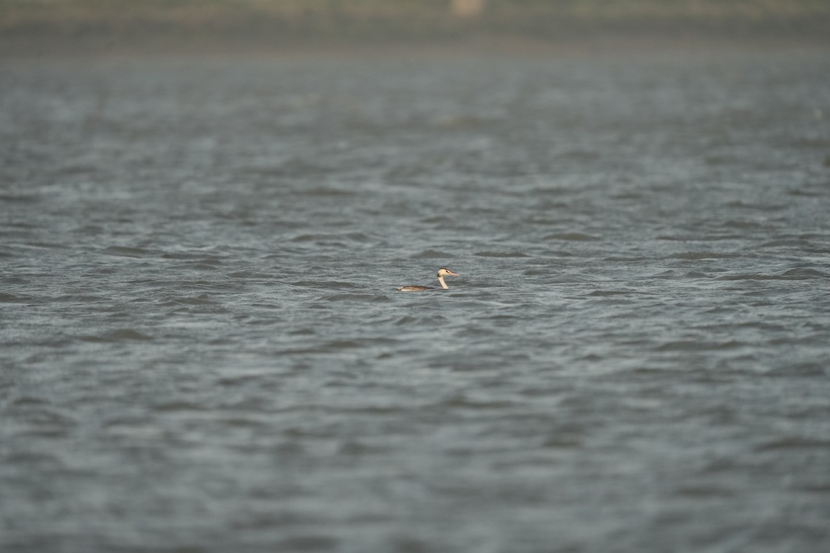 Great Crested Grebe - ML620248422