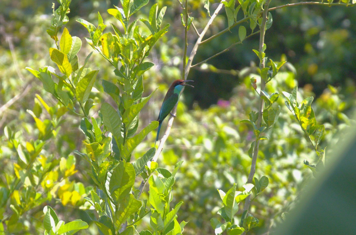 Blue-throated Bee-eater - ML620248430