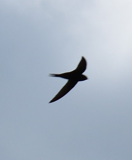 Common Swift - ML620248433