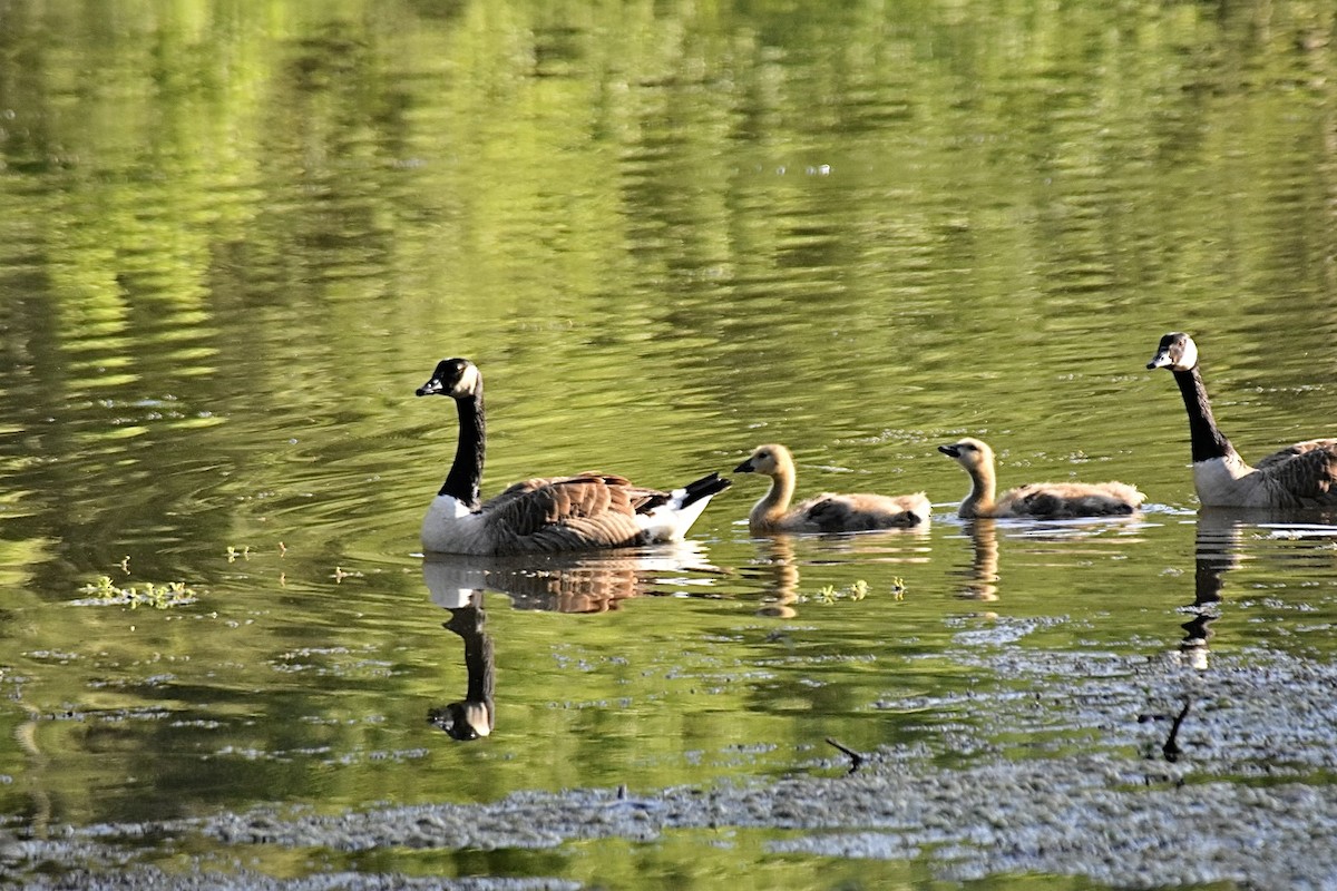 Canada Goose - ML620248439