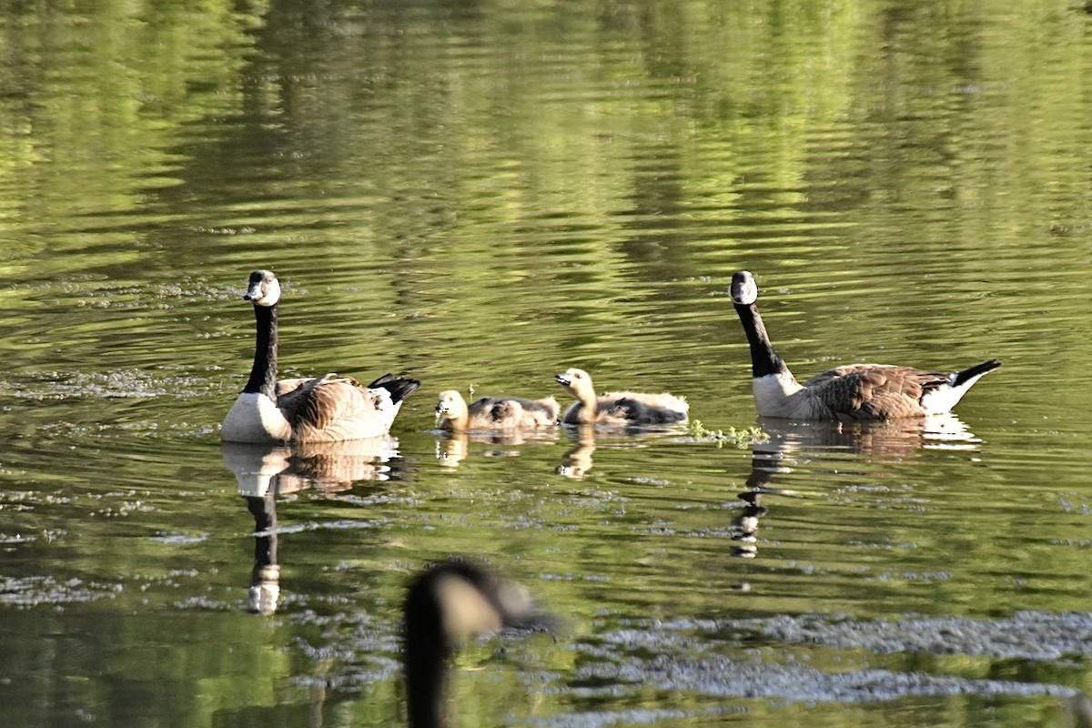 Canada Goose - ML620248440