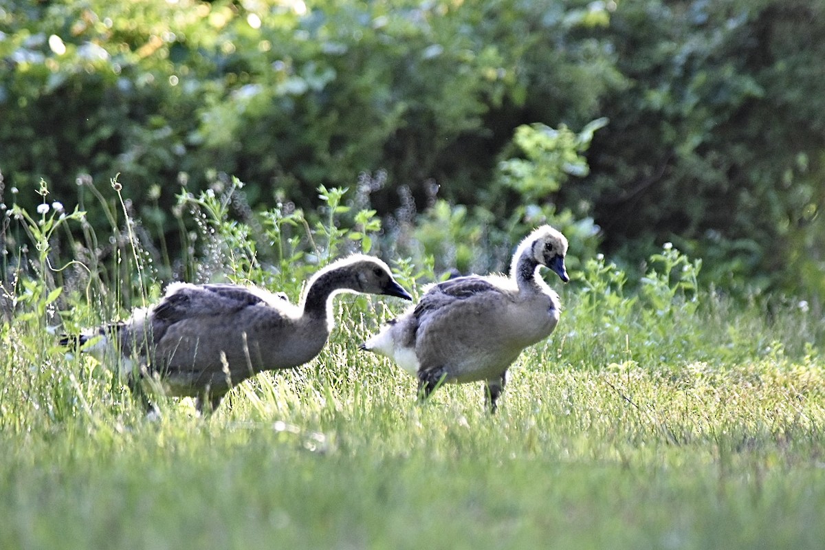 Canada Goose - ML620248443