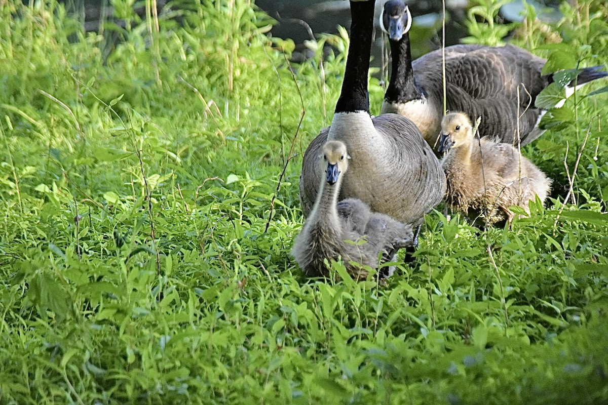 Canada Goose - ML620248445