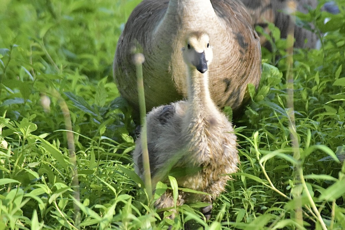 Canada Goose - ML620248446