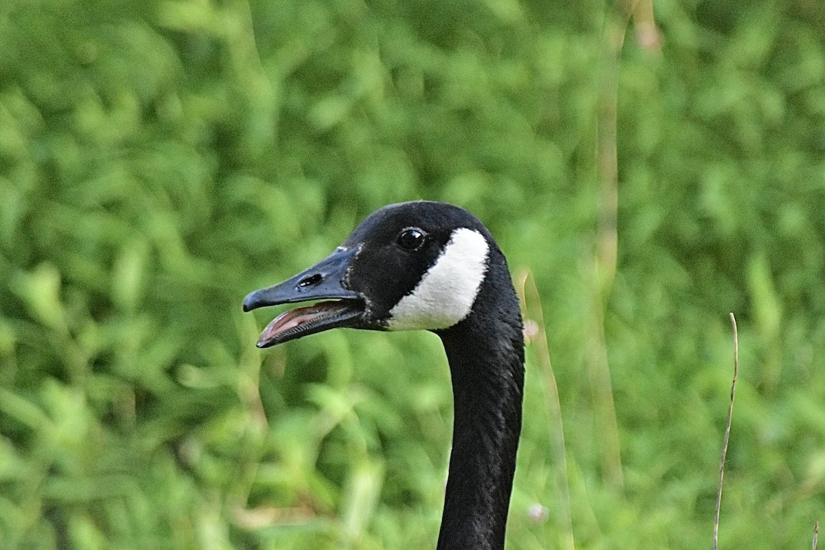 Canada Goose - ML620248447