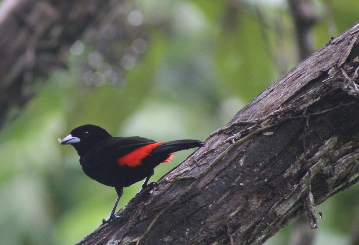 Scarlet-rumped Tanager - ML620248448