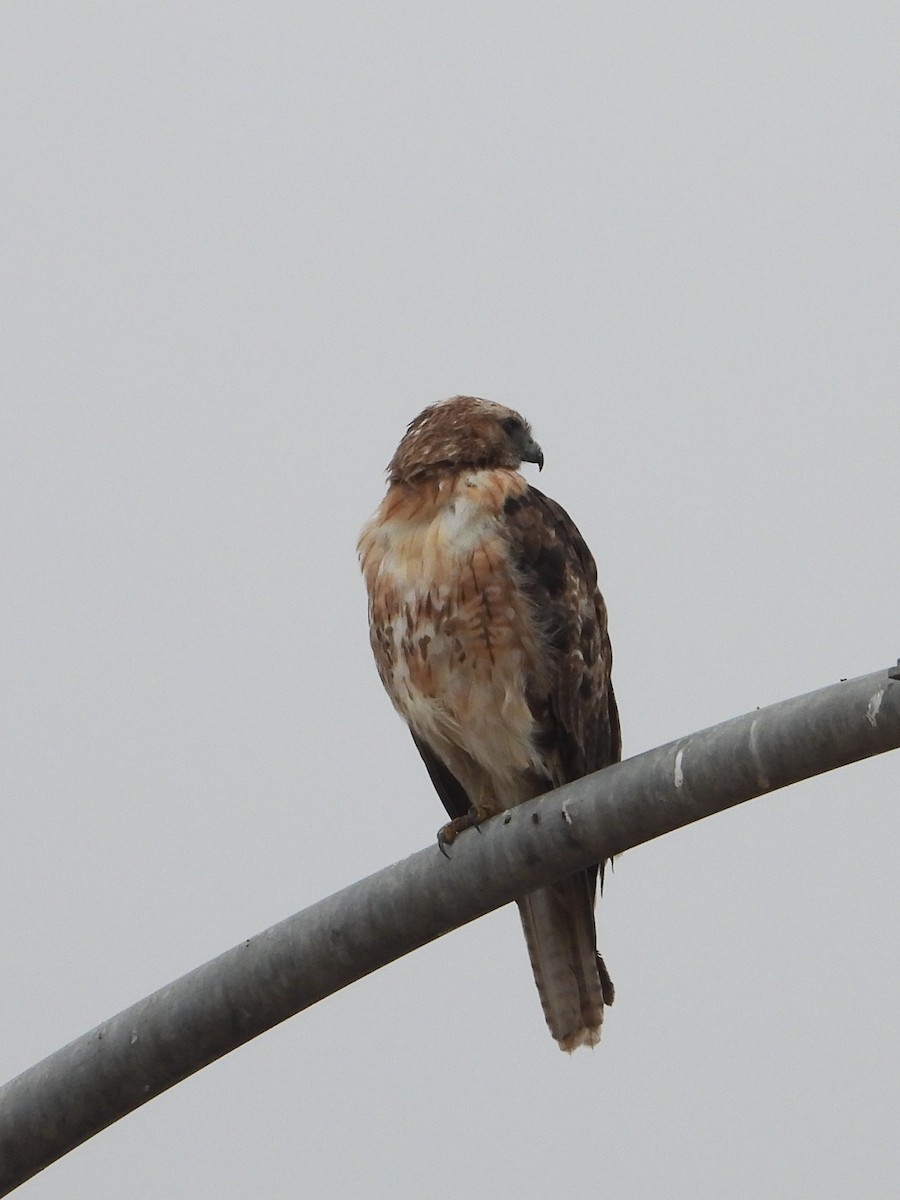 Red-tailed Hawk - ML620248449
