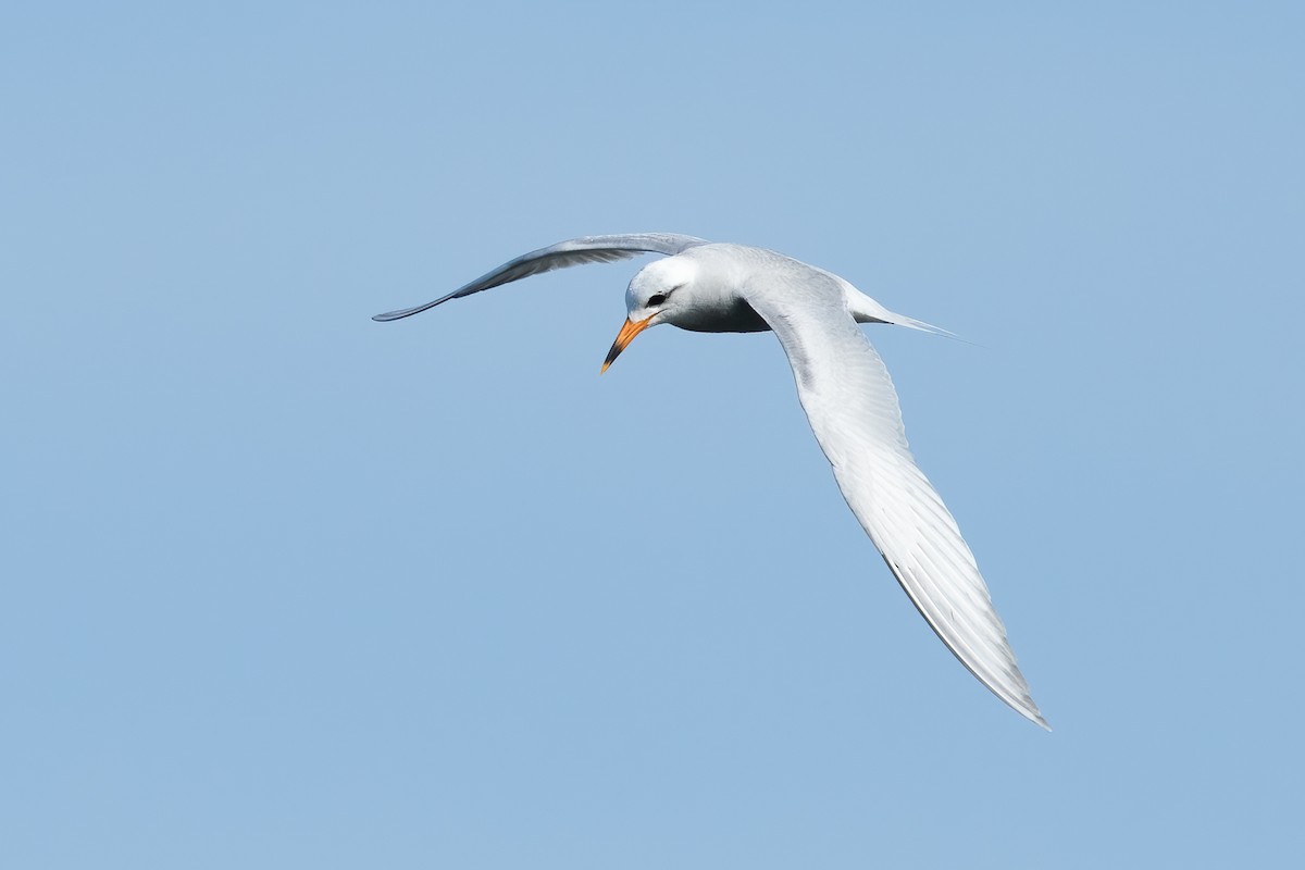 Snowy-crowned Tern - ML620248450