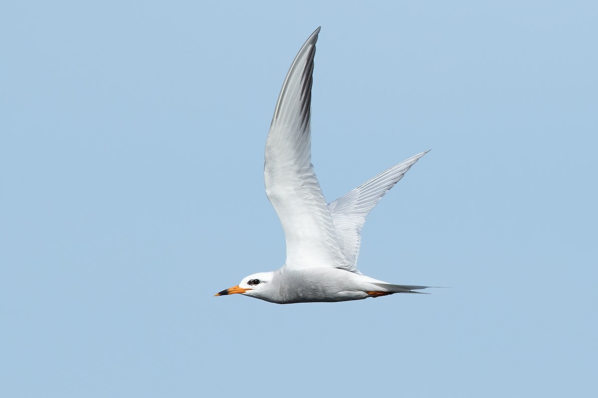 Snowy-crowned Tern - ML620248452