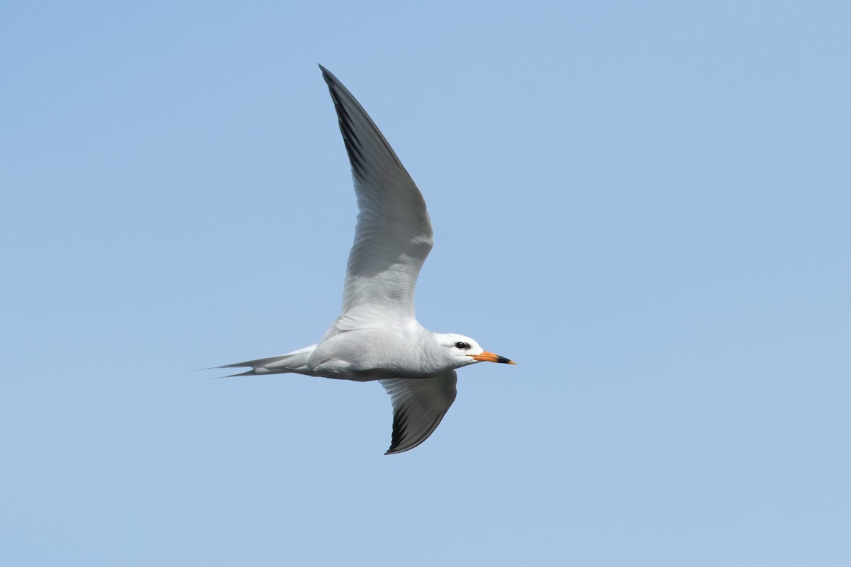 Snowy-crowned Tern - ML620248453