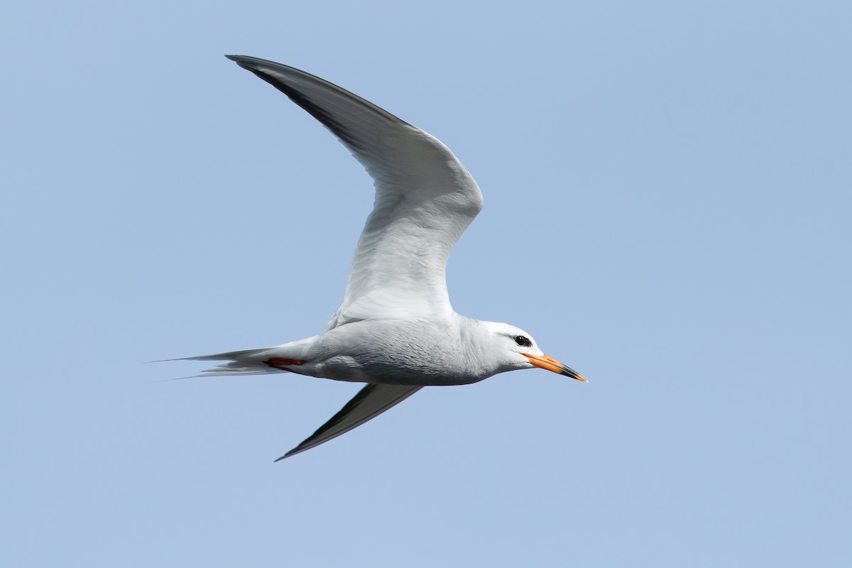 Snowy-crowned Tern - ML620248454