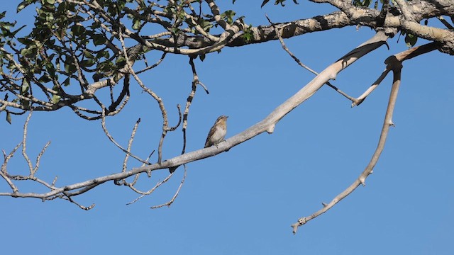 Eurasian Wryneck - ML620248456