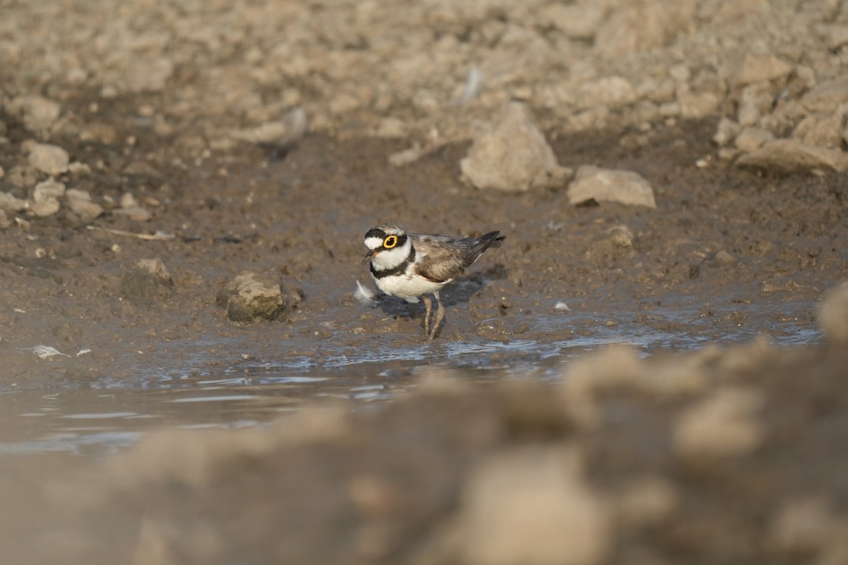 Little Ringed Plover - ML620248462