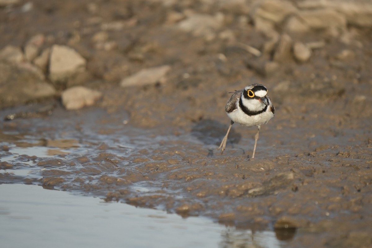 Little Ringed Plover - ML620248463