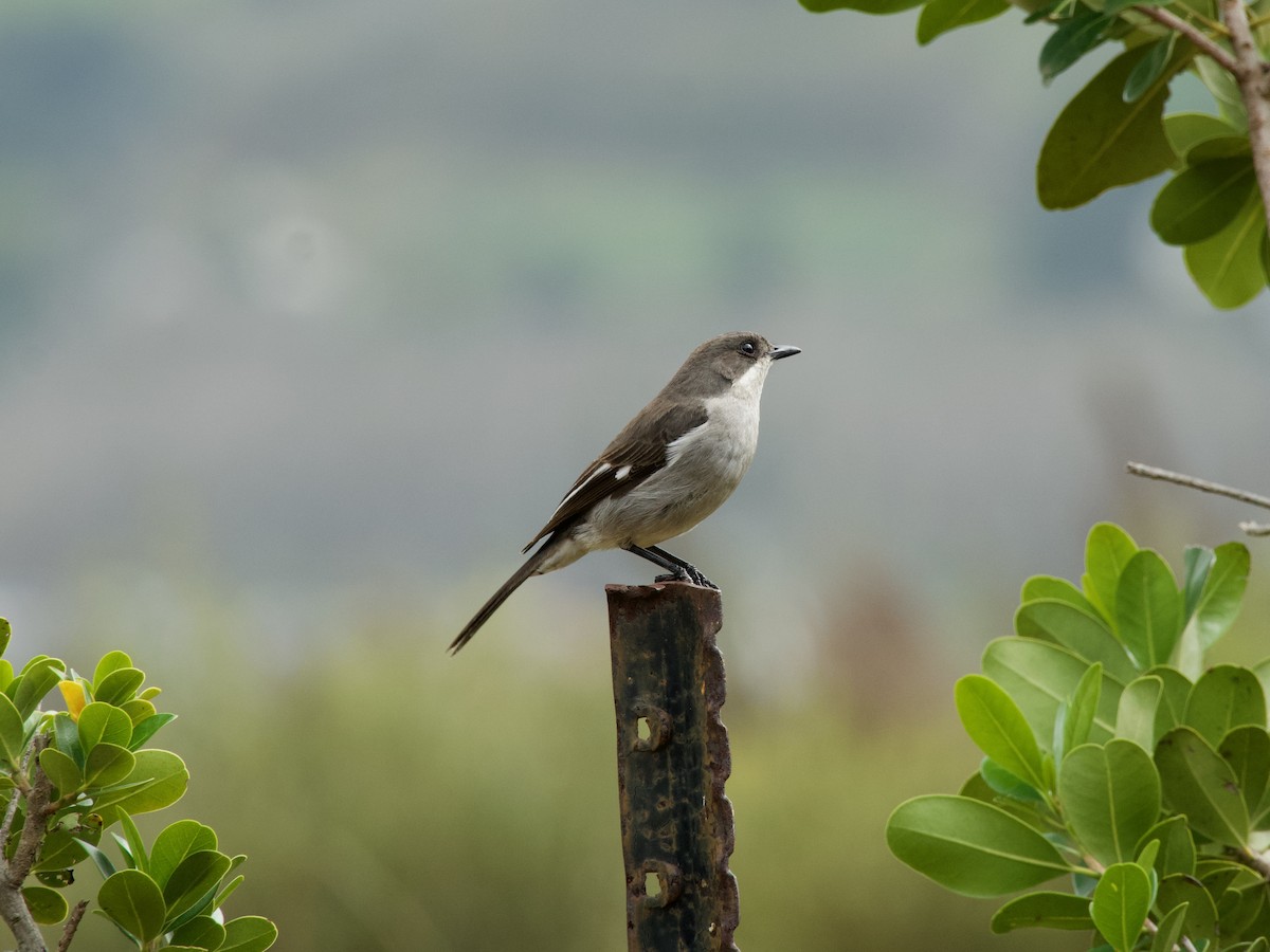 Fiscal Flycatcher - ML620248464