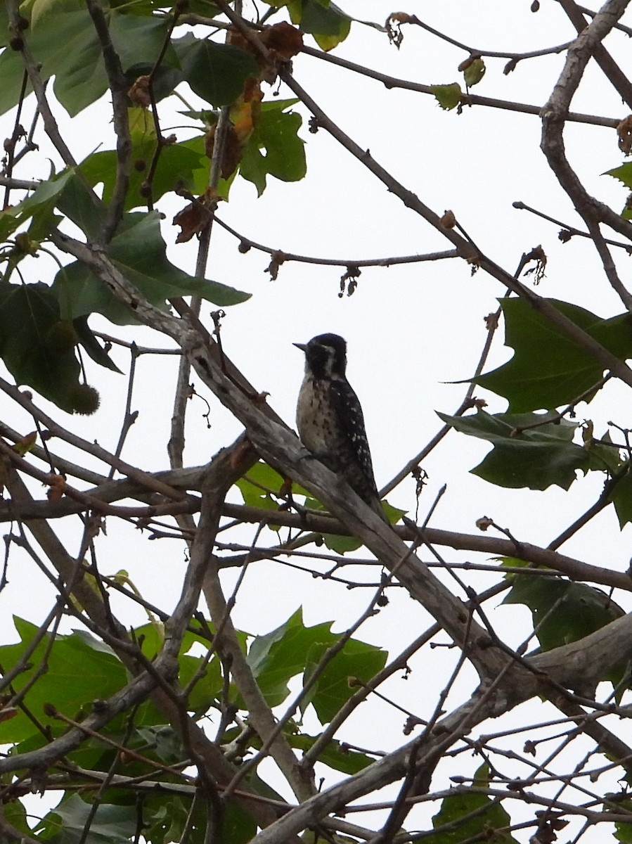 Nuttall's Woodpecker - ML620248467