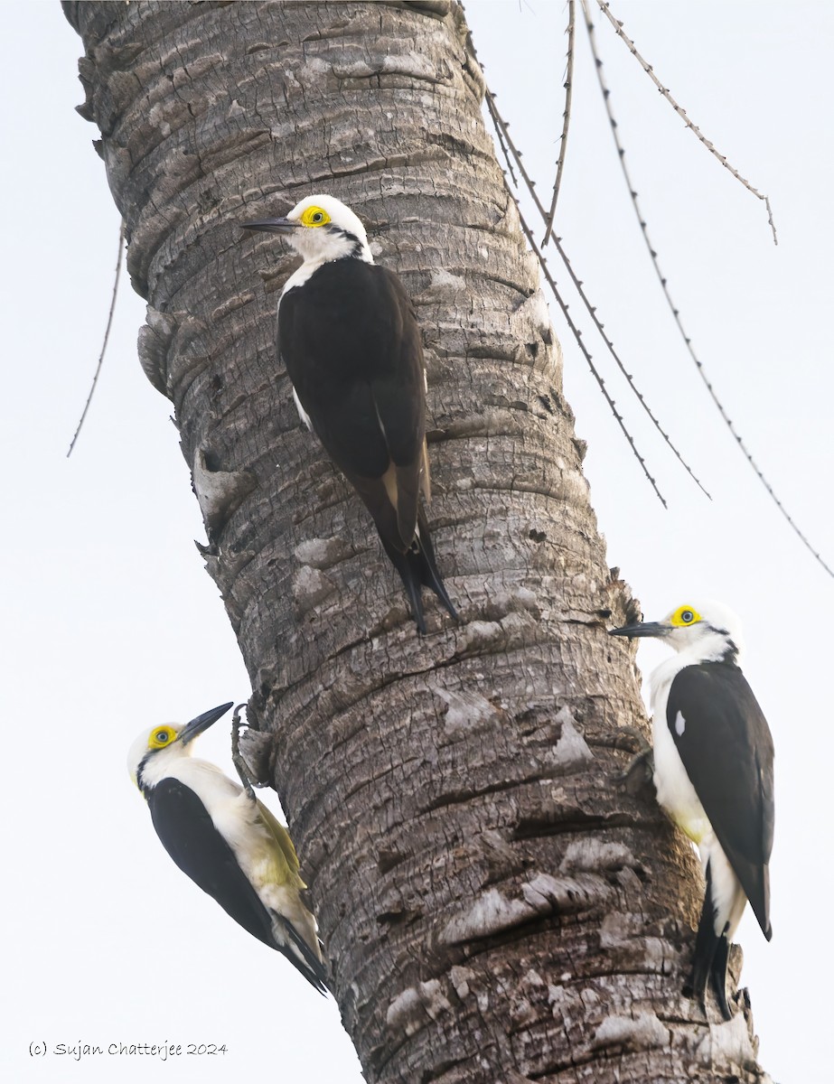 White Woodpecker - ML620248470