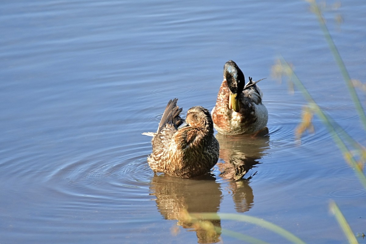 Mallard - ML620248471