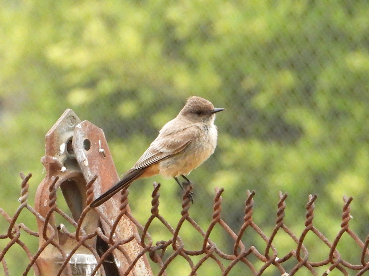 Say's Phoebe - ML620248475