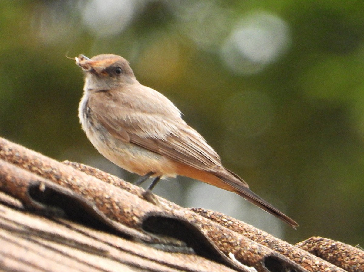 Say's Phoebe - Doug Lithgow