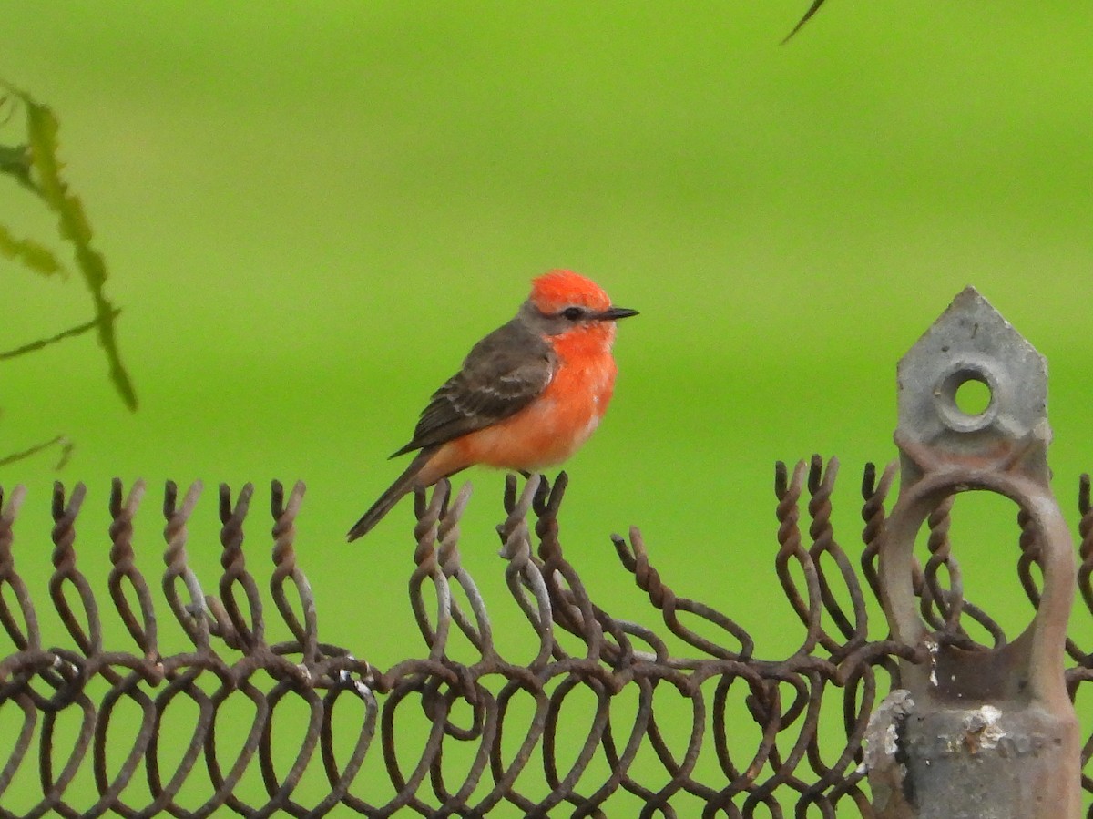 Vermilion Flycatcher - Doug Lithgow