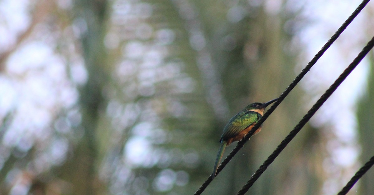 Jacamar à queue rousse - ML620248478