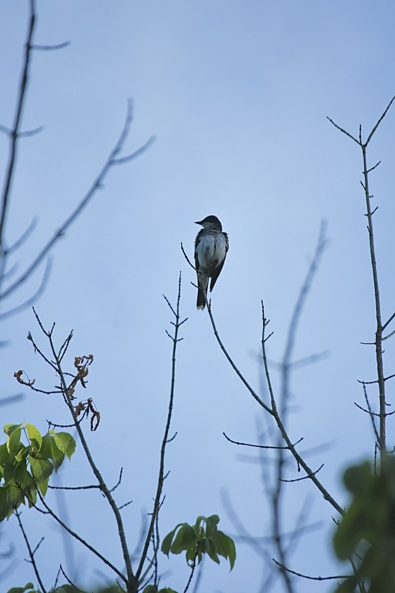 Eastern Kingbird - ML620248480