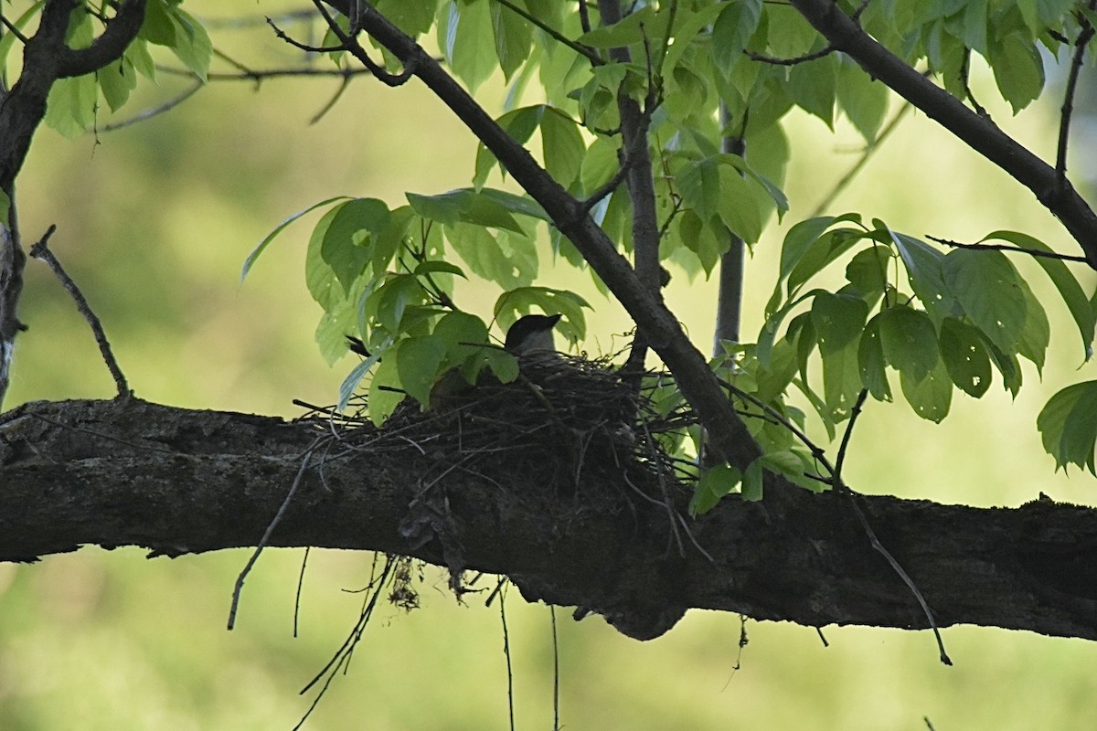 Eastern Kingbird - ML620248481