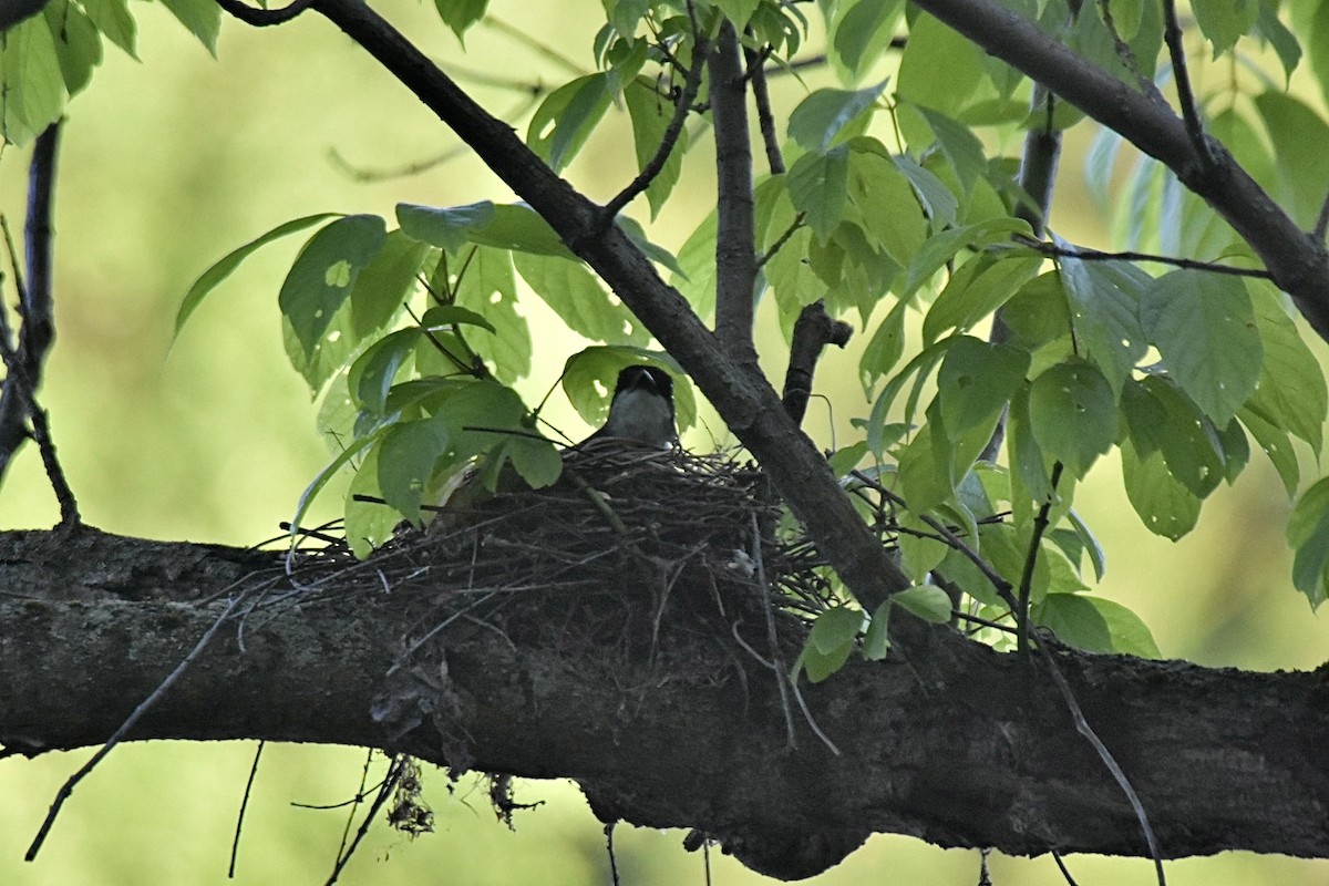 Eastern Kingbird - ML620248482