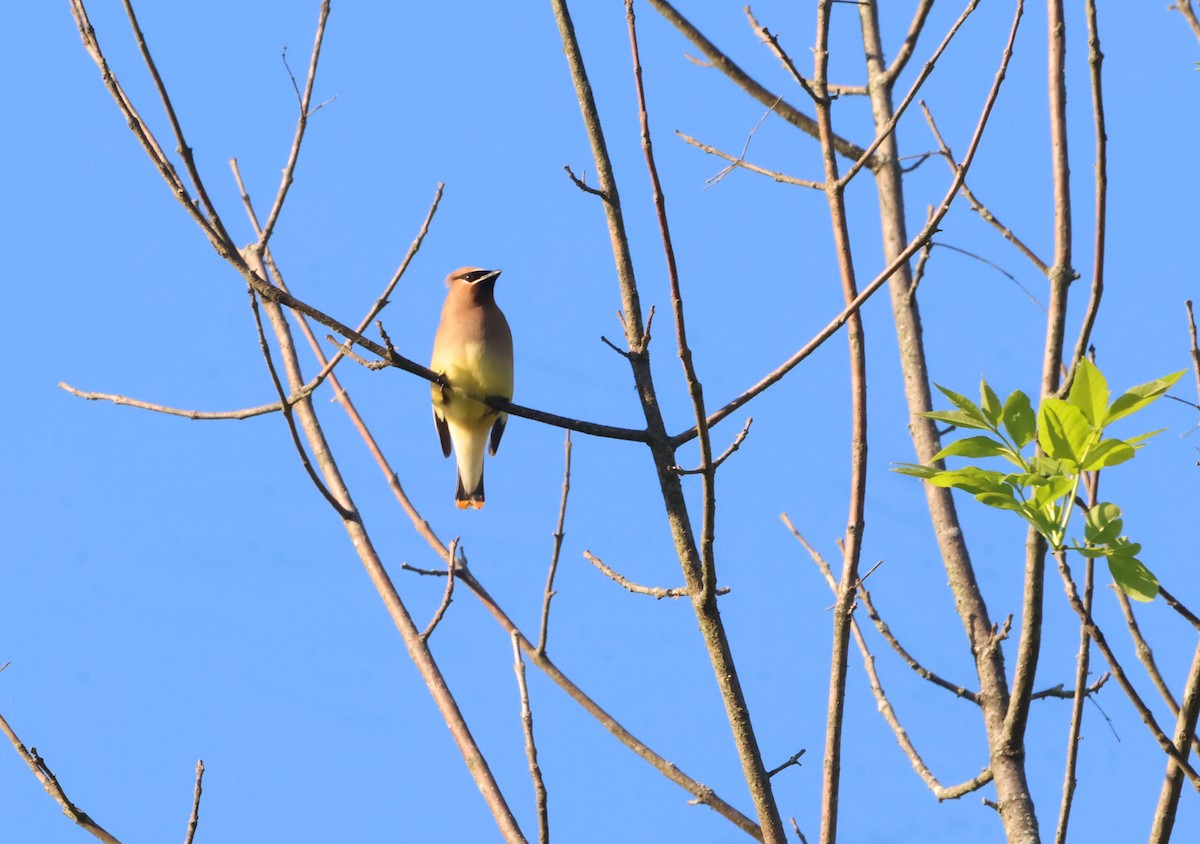 Cedar Waxwing - ML620248485