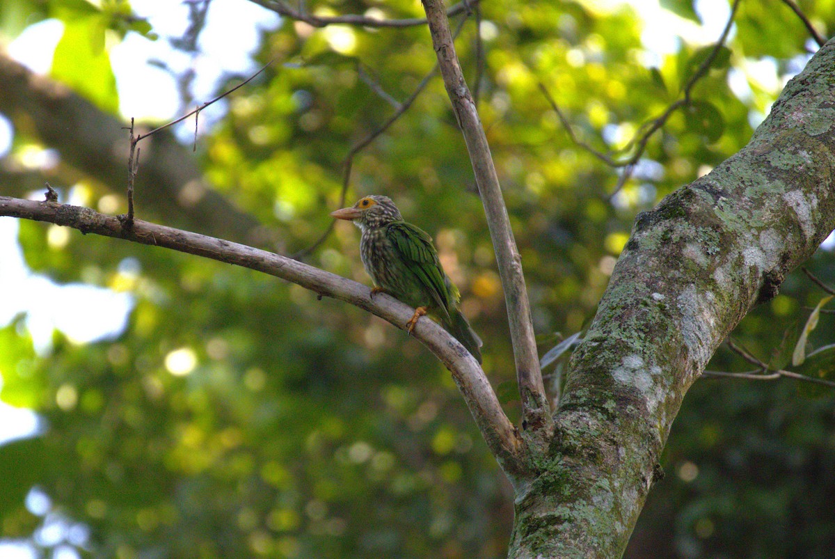 barbet čárkovaný - ML620248487