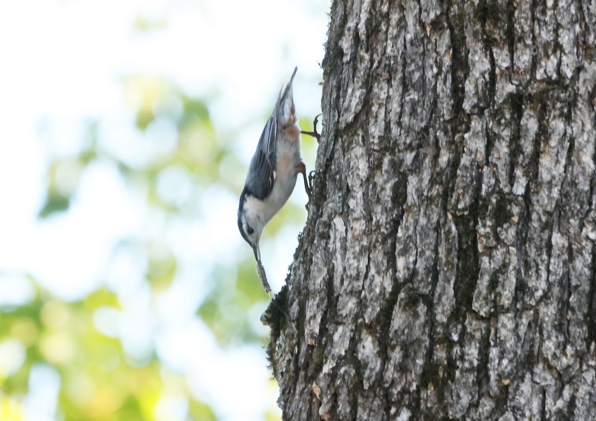 White-breasted Nuthatch - ML620248489