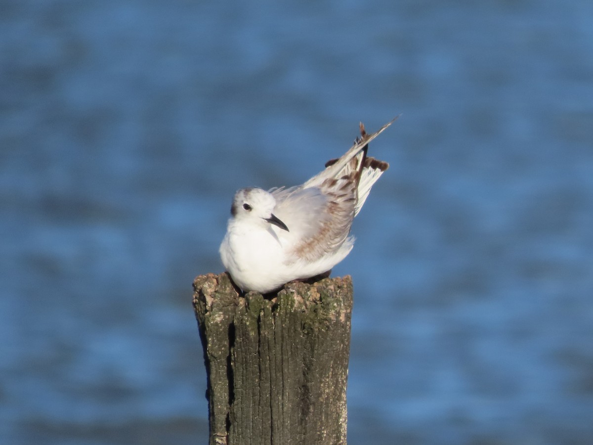 Mouette de Bonaparte - ML620248493