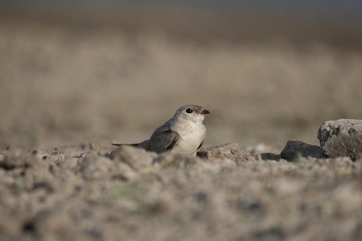 Small Pratincole - ML620248498